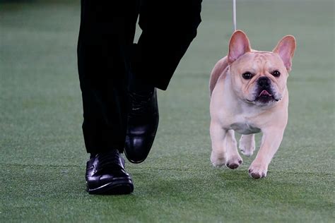 The Frenchie becomes a favorite — and a dog-show contender